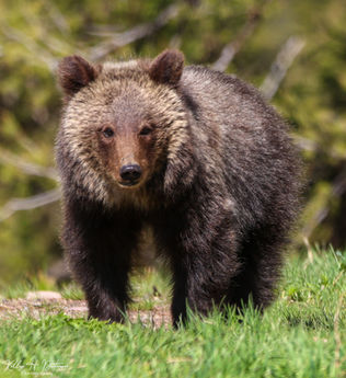 Grizzly 1063 aka Bonita and her yearling cub, Miracle
