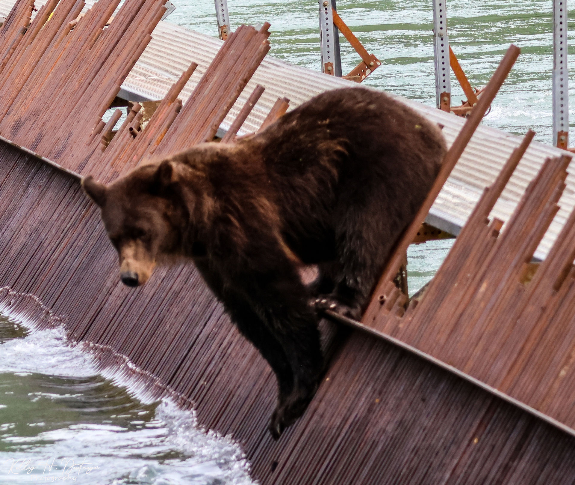 A yearlling cub.