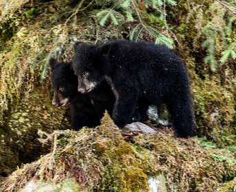 Black bear