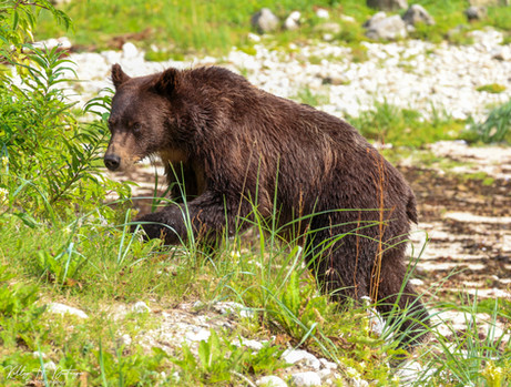 A yearlling cub.