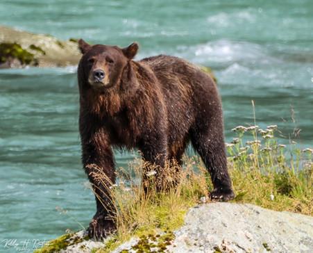 A yearlling cub.