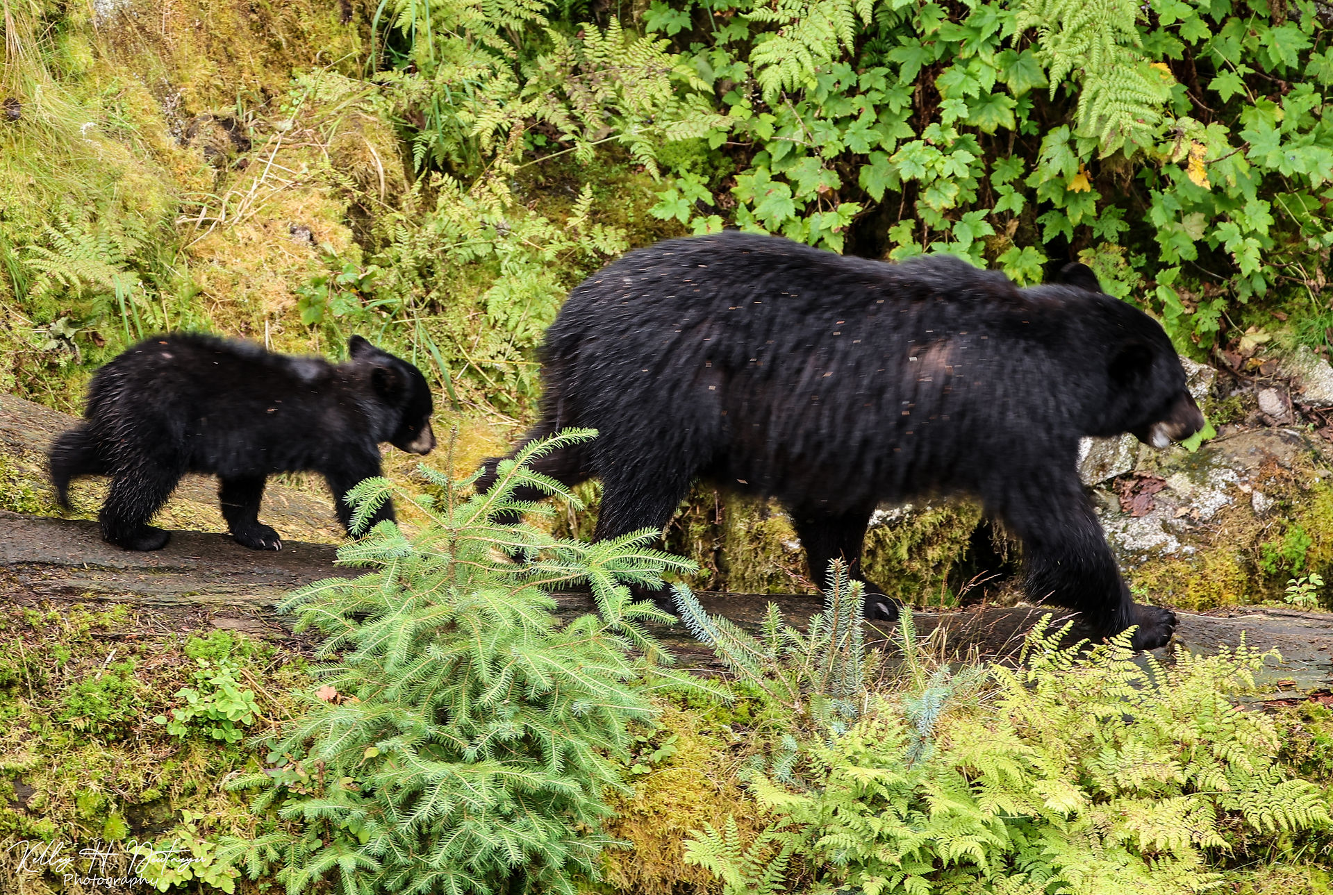 Black bear 