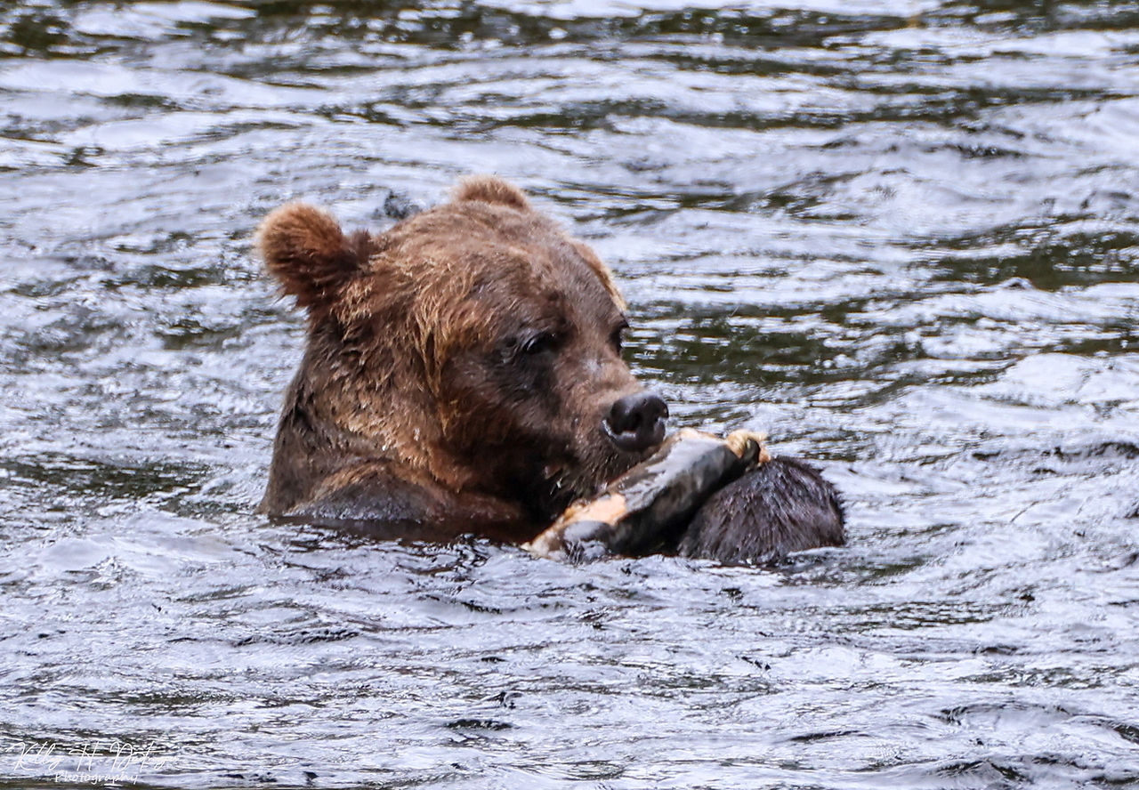 Black bear 