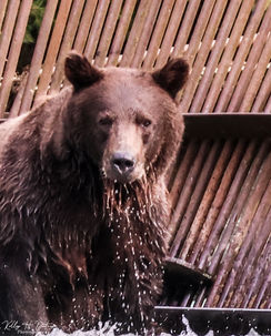 A yearlling cub.