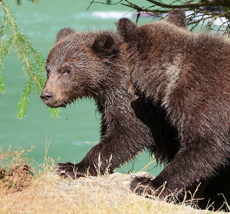 A yearlling cub.