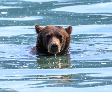 A yearlling cub.