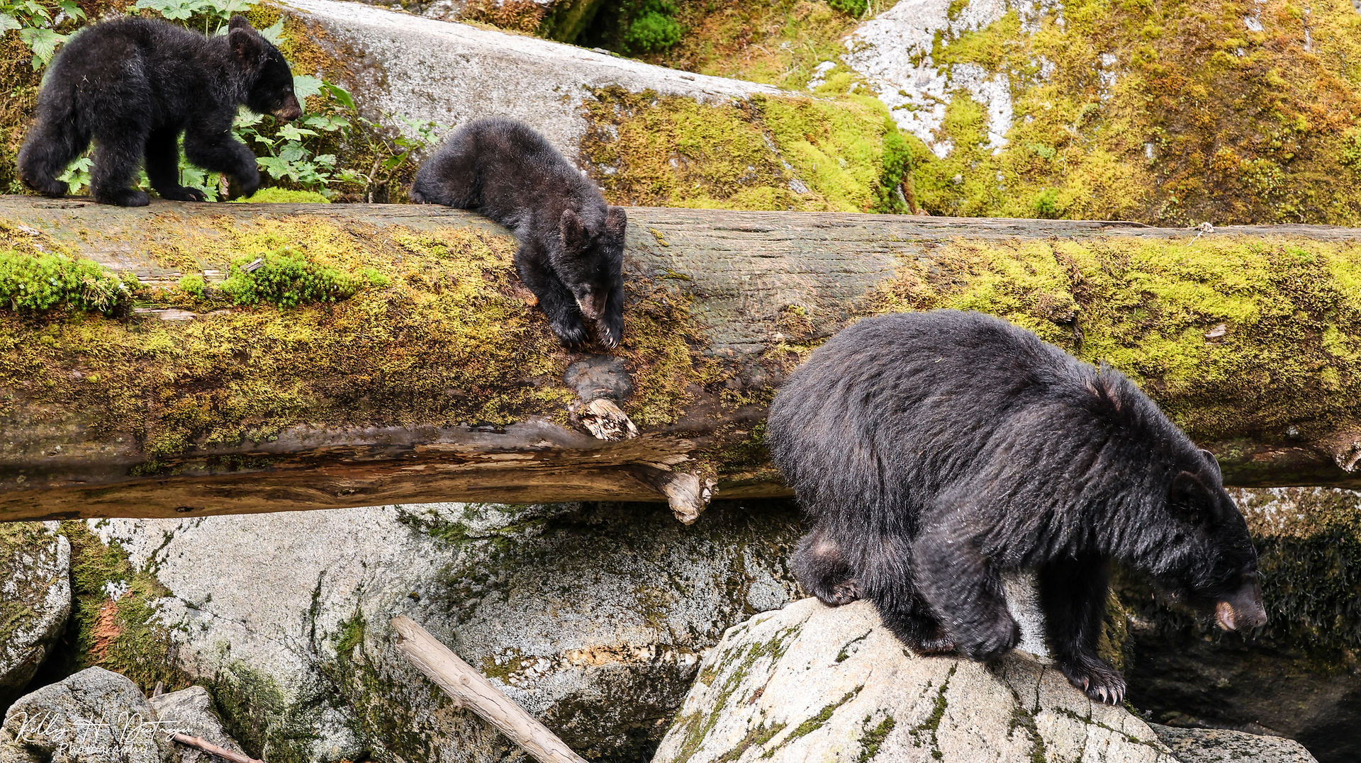 Black bear 