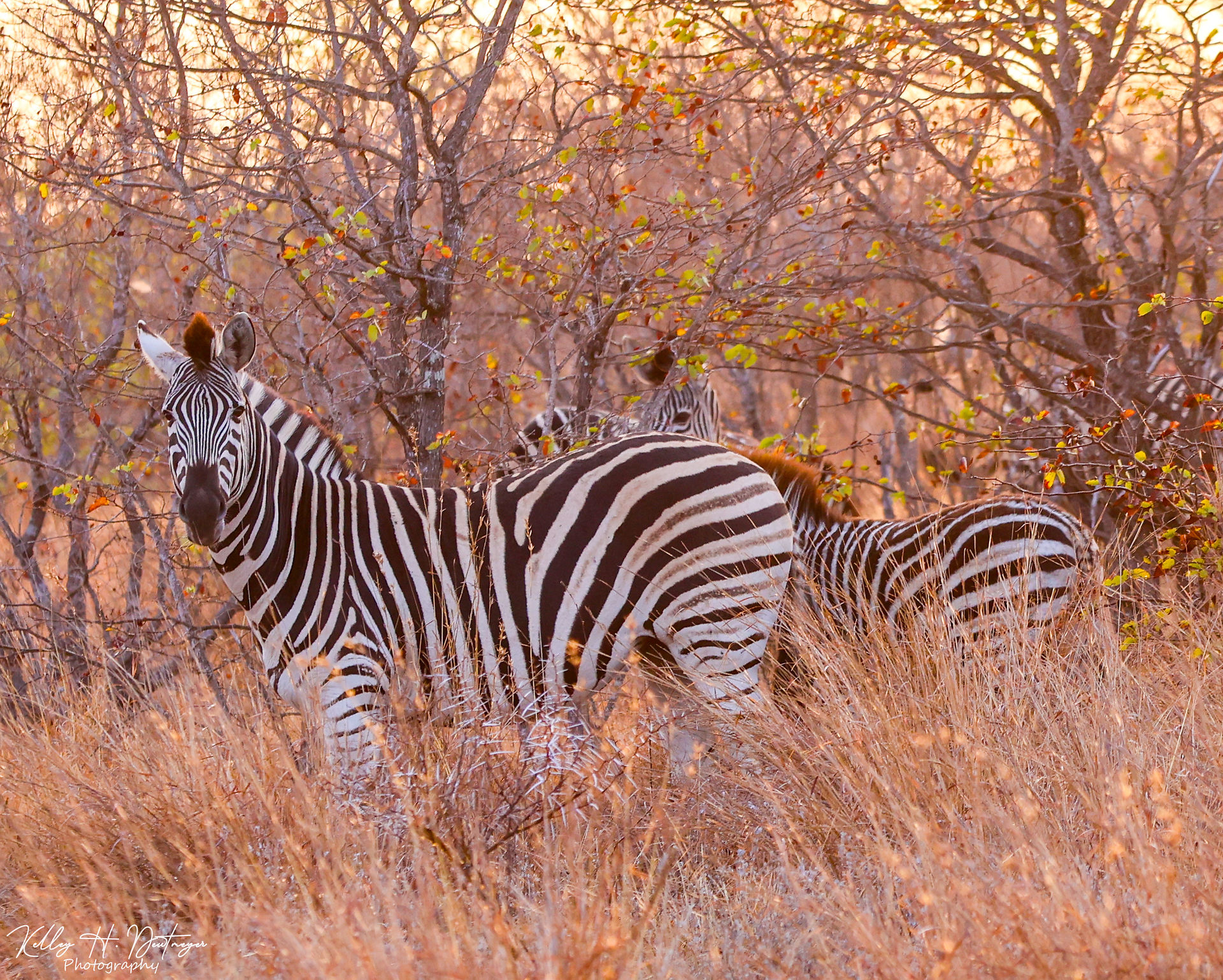 Plains Zebra