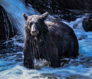 Black bear