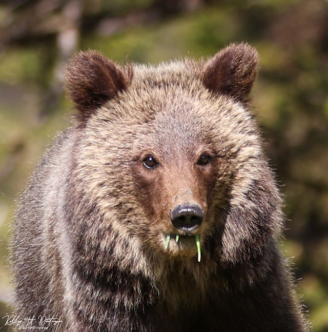 Grizzly 1063 aka Bonita and her yearling cub, Miracle