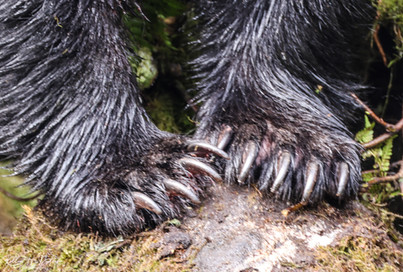 Black bear