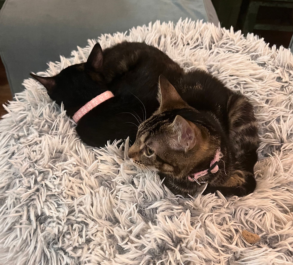 The Power of Pet Cuddles