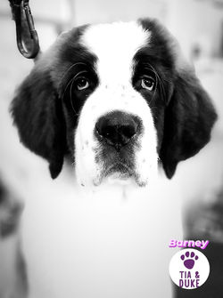 327427265_503341015054632_7491854125215812975_n