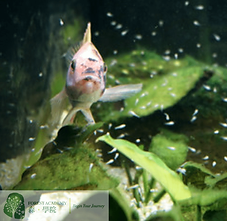 魚菜共生, 魚菜共生課程, FOREST ACADEMY 森 · 學院中學IT創新實驗室 -image17