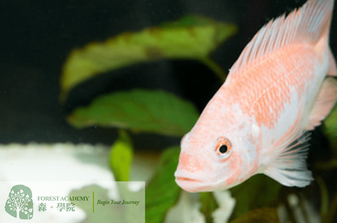 魚菜�共生, 魚菜共生課程, FOREST ACADEMY 森 · 學院中學IT創新實驗室 -image14