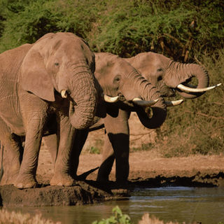 ELEPHANT DRINKING.jpg