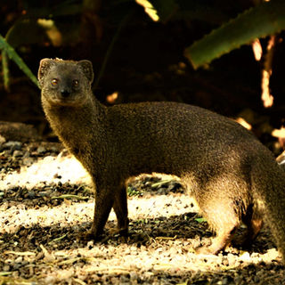 SLENDER MONGOOSE.JPG