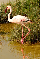 FLAMINGO_edited.jpg