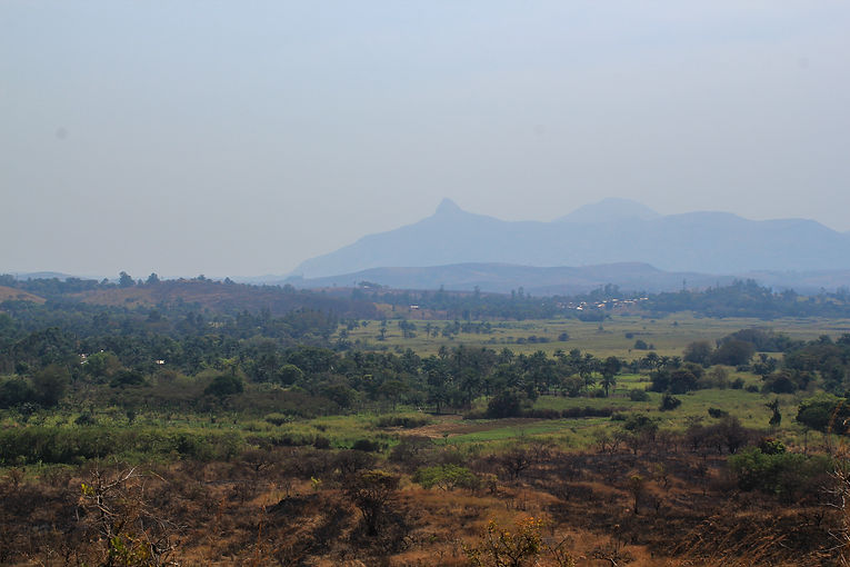 cameroun.jpg