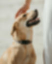dog-training-near-me