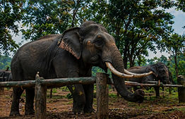 Dubare Elephant Camp_edited.jpg