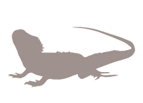 Lizard_edited.png