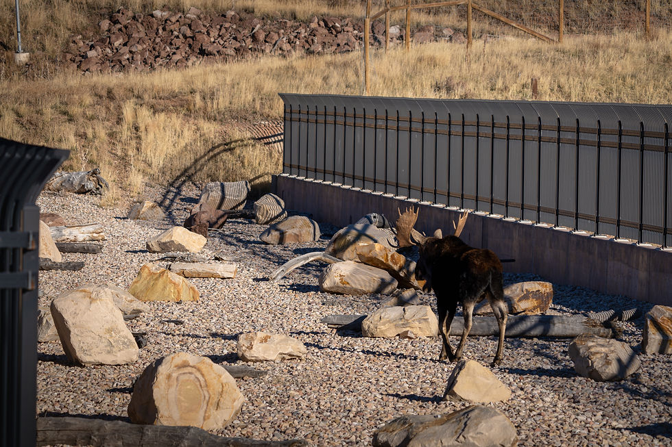 A moose walks across the wildlife overpass near Parleys Summit on the I-80 corridor. Photo by Shauna L. Hart