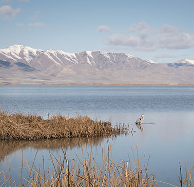 gbhwildscape resized.jpg