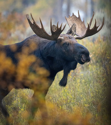 fallmoose3 resized.jpg