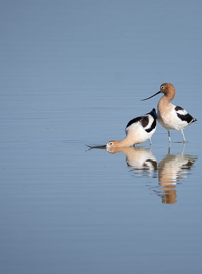 avocetmate resized.jpg