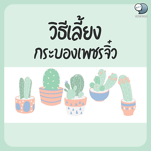 How to raise cacti For this article, anyone who likes cacti I would like to present a method for raising cacti. If you're ready, let's go see. Get to know cactus Cacti or cactus are perennial plants that are popular for being planted as decorations in buildings or in open areas. Because of the size of the trunk, it is square or has unusual petals. And there are also beautiful flower decorations. This is a wood that can withstand drought very well. and can also be planted with all types of soil It's a plant that doesn't need a lot of water. How to plant a cactus Can be planted in 2 ways: 1. Growing cacti from seeds You start by taking old seeds or seeds from fruits that have split open. Soak it in water for 2-5 minutes, then rinse off the mucus and let it dry in the sun for 1-2 days. And let the dried seeds rest for another 1-2 months, and then you can slowly plant the seeds in pots. Use sand or loam and mix it with compost or manure in a 1:1 ratio and put it in a small plastic pot. In order to plant and sprinkle the seeds and then cover with a little soil. The soil will be watered and covered with a plastic bag. Then put it in a place where there isn't a lot of sunlight. You then check your cactus periodically. And if you find that the seeds have germinated into young plants for 2-3 days, then you can then transplant them to a larger pot. 2. Planting cacti from cuttings This method is an easy and quick way to grow. Therefore, it is a very popular method of planting. You then prepare the soil for planting in the same way as for planting in pots. Then you take the tree or take a branch from a large tree and plant it in a pot and put it in a place where the sun doesn't reach much. And keep watering 2 days at a time and you observe if after the Pekingese cuttings are completed then Watering is to be done only. 3 days at a time is enough. How should I care for cacti? As mentioned above, cacti are plants that do not require a lot of water. But it also has a constant need for water. Therefore, when the cactus is fully grown, You should water it regularly for at least 7-10 days at a time and nourish the plant with manure or compost for a period of time. 5-6 times per year And observe that if the plant has diseased parts, cut off those infected parts. How are you? Hopefully this article will be useful for all readers and see you again in the next article. ------------------------------------------------------------------------------------- Interested in online marketing care services | online marketing | complete graphics | can contact us anytime | brand building | online marketing | online marketing plan | brand building | Facebook fan page care | Take care of LINE OA. You can contact us 24 hours a day. Details of online marketing services >> https://www.chatstickmarket.com/langran Examples of various brands that we take care of online marketing >>https://www.chatstickmarket.com/portfolio --------------------------------------------------------------------------------------- 💙 Consult our team 💙 📱Tel : 0840104252 📱0947805680 Office Hotline : 034-900-165 , 02-297-0811 (Monday-Friday) 📨 Inbox : http://m.me/ChatStick.TH ┏━━━━━━━━━┓ 📲 LINE: @chatstick ┗━━━━━━━━━┛ or click https://goo.gl/KuzCpM 🎉 See our work at https://www.chatstickmarket.caom/portfolio 🎉 details at http://www.chatstickmarket.com/langrn