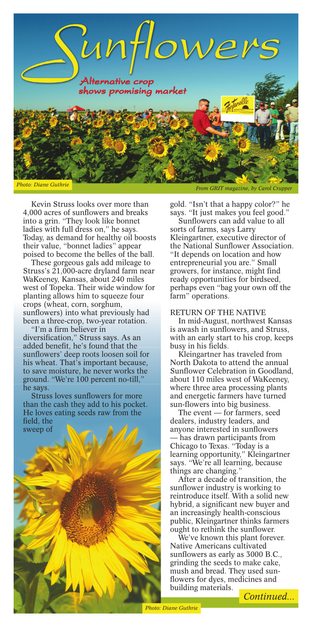 Ogden-Sunflowers 1 3x11.png