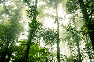 Foggy Forest