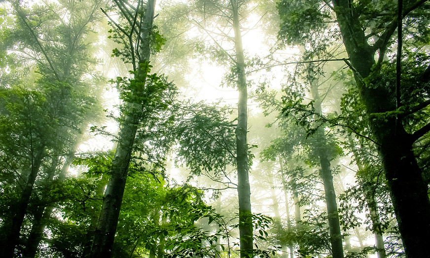 Canopée de la forêt brumeuse