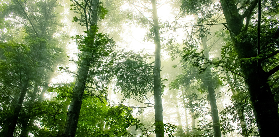 Foggy Forêt