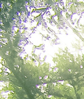 Dancing on the Grass_edited.jpg