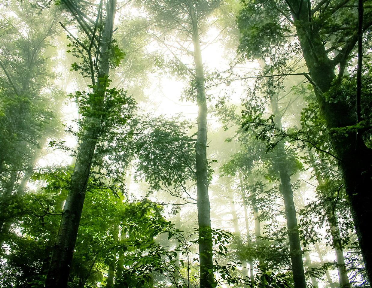 Foggy Forest