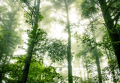 Foggy Forest