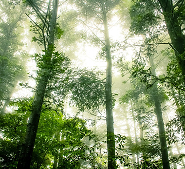 Foggy Forest