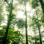 Foggy Forest
