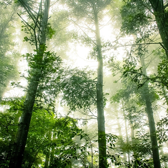 Foggy Forest