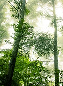 Foggy Forest