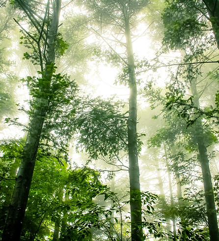 Foggy Forest