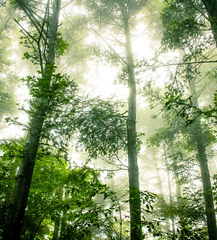 Foggy Forest