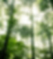 Foggy Forest