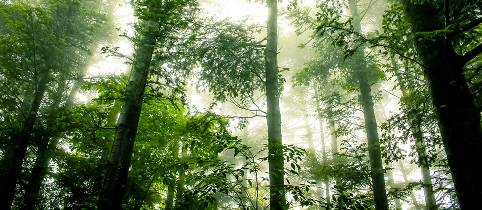 Foggy Forest