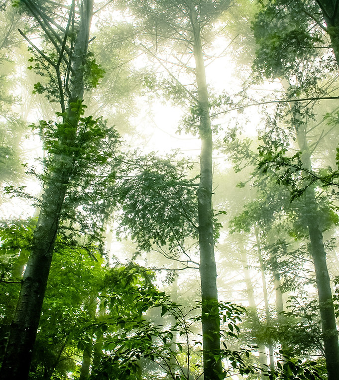 Foggy Forest