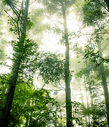 Bosque brumoso