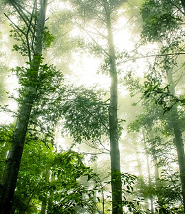 Foggy Forêt