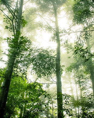 Foggy Forest